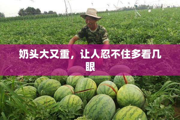 奶头大又重，让人忍不住多看几眼