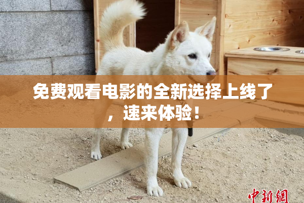 免费观看电影的全新选择上线了，速来体验！