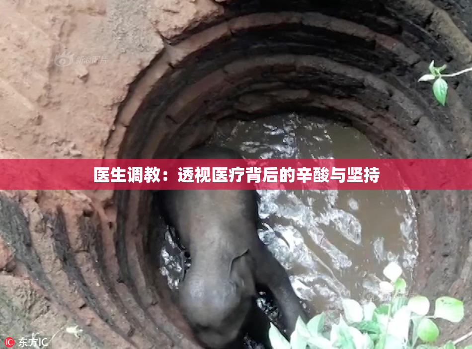 医生调教：透视医疗背后的辛酸与坚持