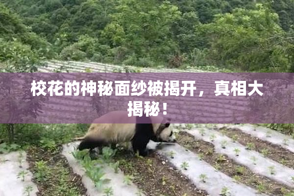 校花的神秘面纱被揭开，真相大揭秘！