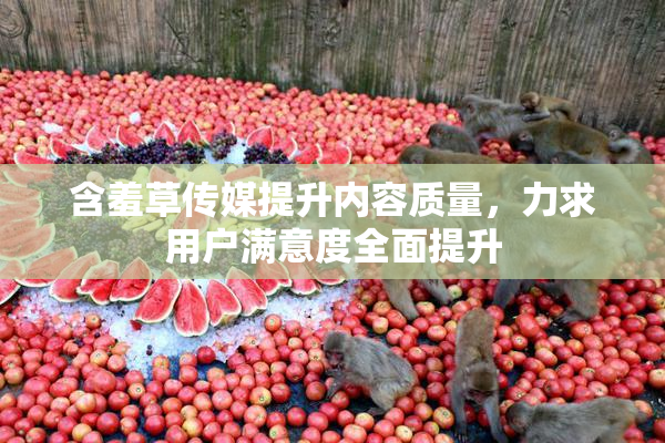 含羞草传媒提升内容质量，力求用户满意度全面提升