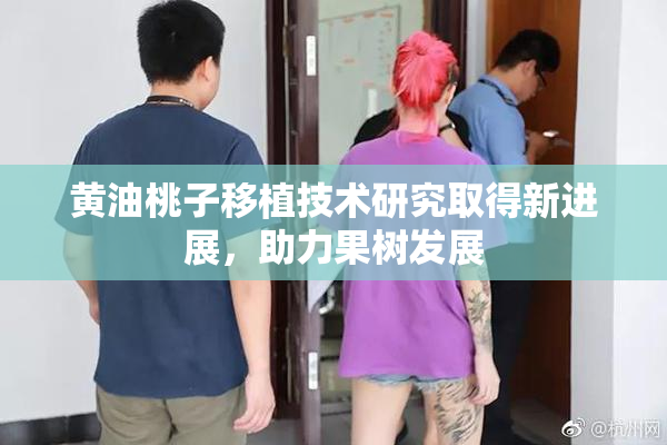黄油桃子移植技术研究取得新进展，助力果树发展