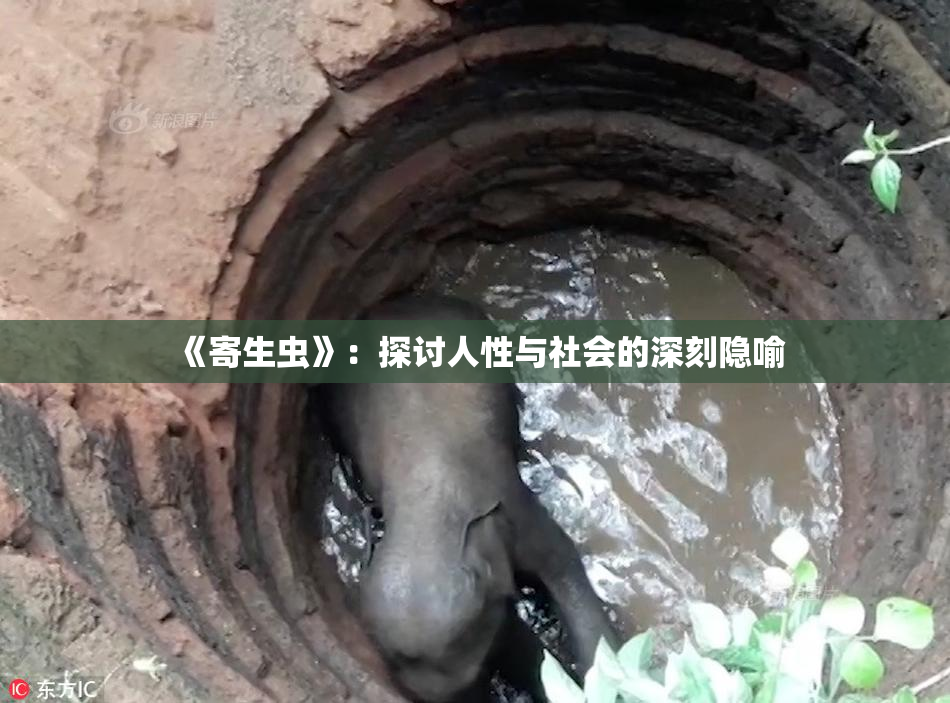 《寄生虫》：探讨人性与社会的深刻隐喻
