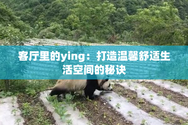 客厅里的ying：打造温馨舒适生活空间的秘诀
