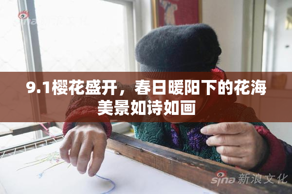 9.1樱花盛开，春日暖阳下的花海美景如诗如画