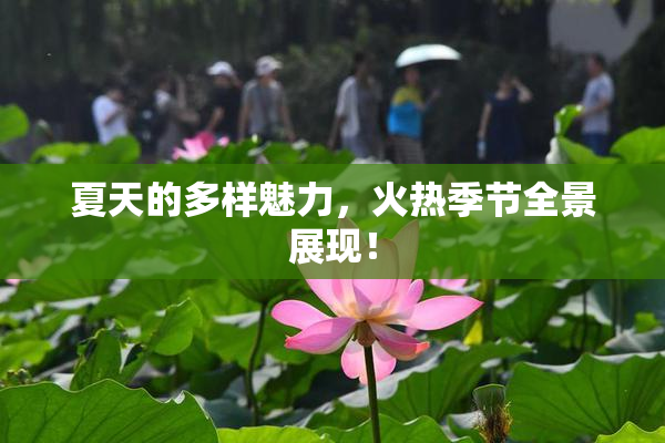 夏天的多样魅力，火热季节全景展现！