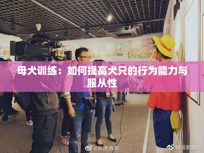 母犬训练：如何提高犬只的行为能力与服从性