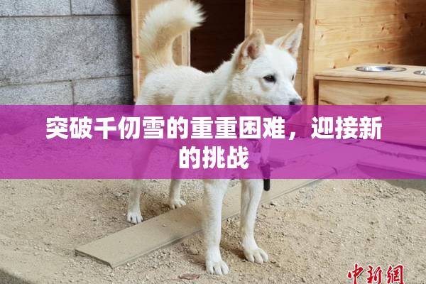 突破千仞雪的重重困难，迎接新的挑战