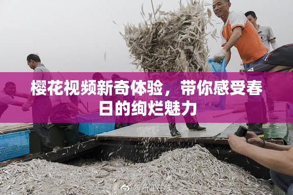 樱花视频新奇体验，带你感受春日的绚烂魅力