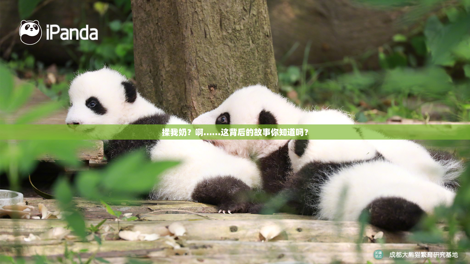 揉我奶？啊……这背后的故事你知道吗？