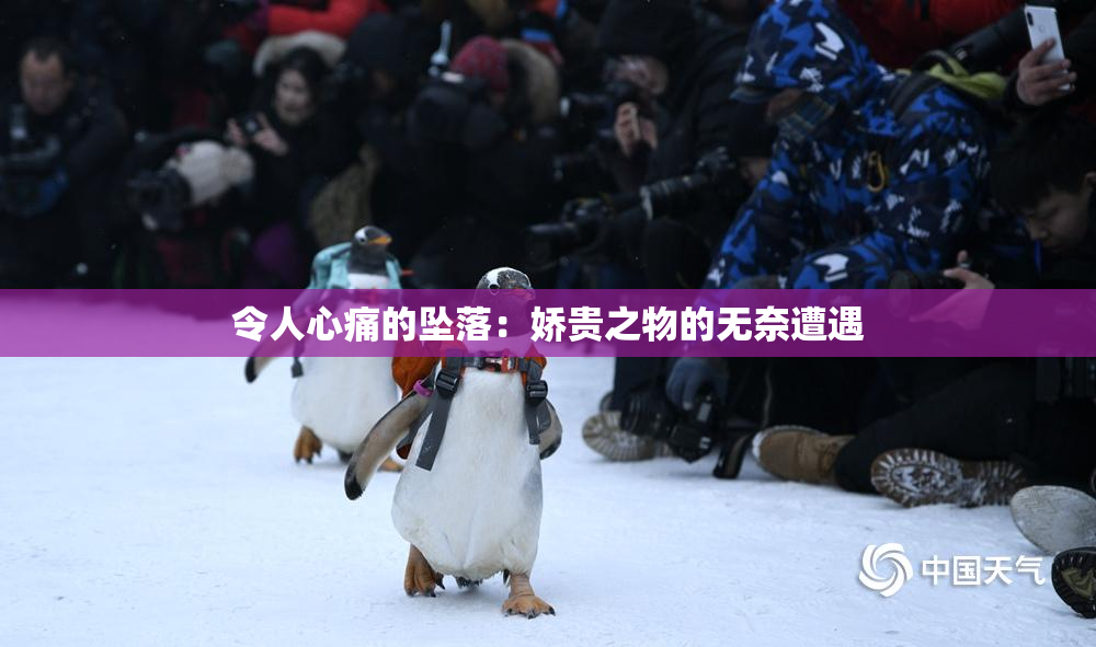 令人心痛的坠落：娇贵之物的无奈遭遇