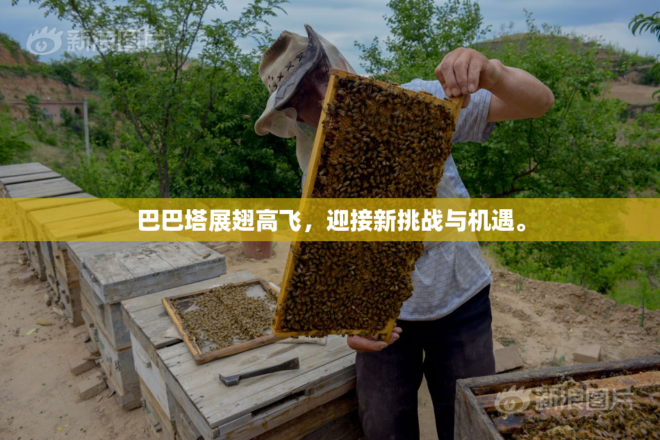 巴巴塔展翅高飞，迎接新挑战与机遇。