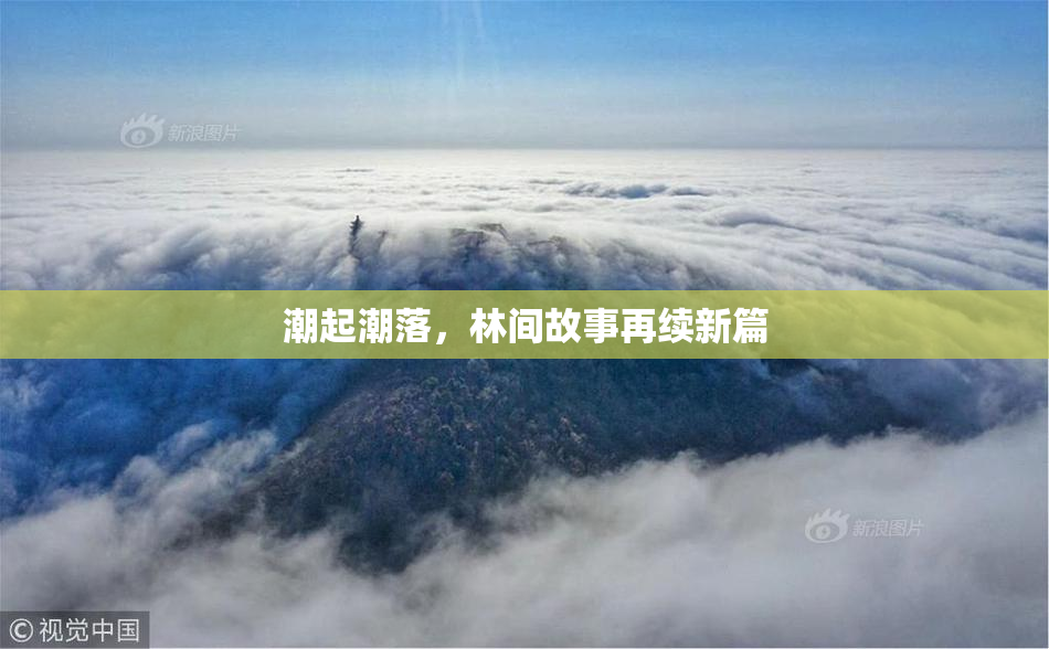 潮起潮落，林间故事再续新篇