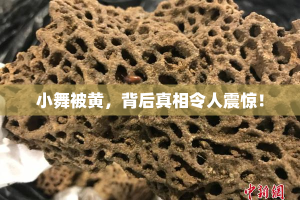 小舞被黄，背后真相令人震惊！