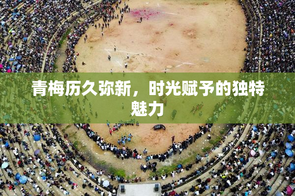 青梅历久弥新，时光赋予的独特魅力