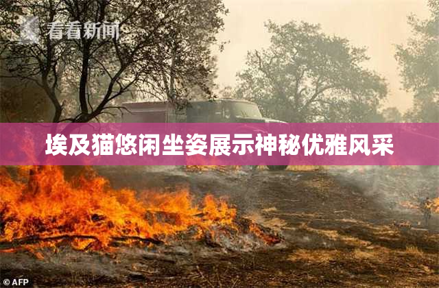 埃及猫悠闲坐姿展示神秘优雅风采