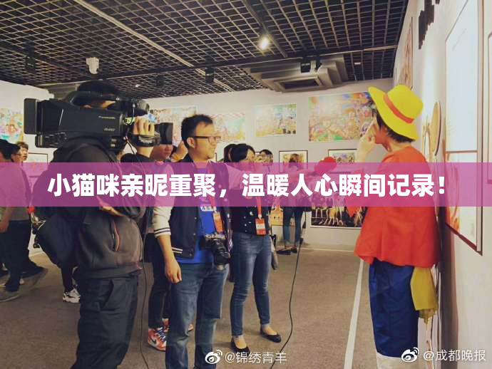 小猫咪亲昵重聚，温暖人心瞬间记录！