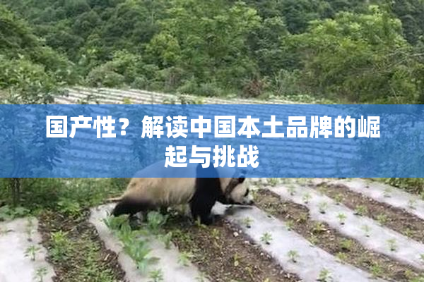 国产性？解读中国本土品牌的崛起与挑战