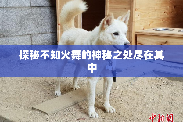 探秘不知火舞的神秘之处尽在其中