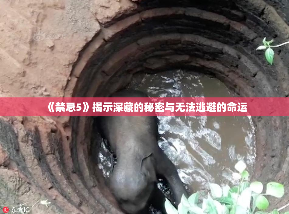 《禁忌5》揭示深藏的秘密与无法逃避的命运