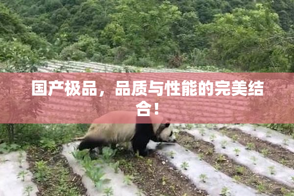 国产极品，品质与性能的完美结合！