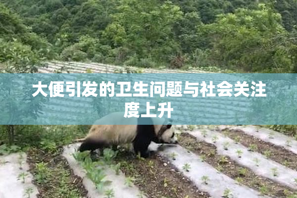 大便引发的卫生问题与社会关注度上升
