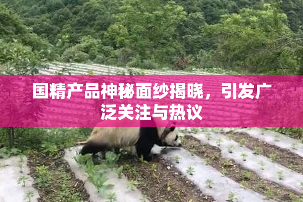 国精产品神秘面纱揭晓，引发广泛关注与热议