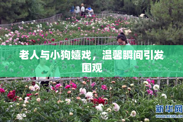 老人与小狗嬉戏，温馨瞬间引发围观