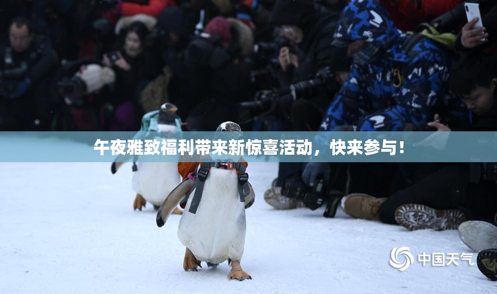 午夜雅致福利带来新惊喜活动，快来参与！