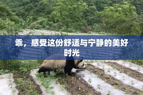 乖，感受这份舒适与宁静的美好时光