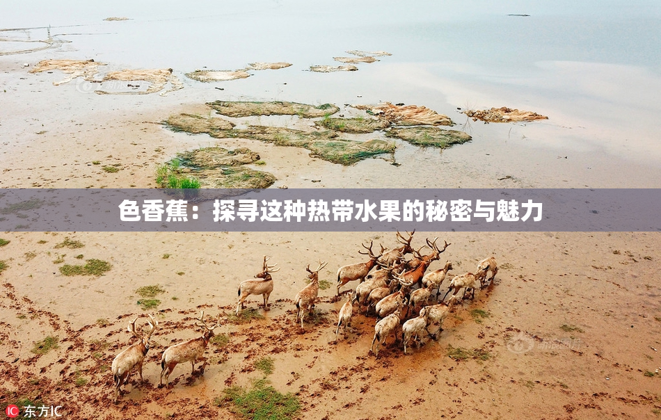 色香蕉：探寻这种热带水果的秘密与魅力