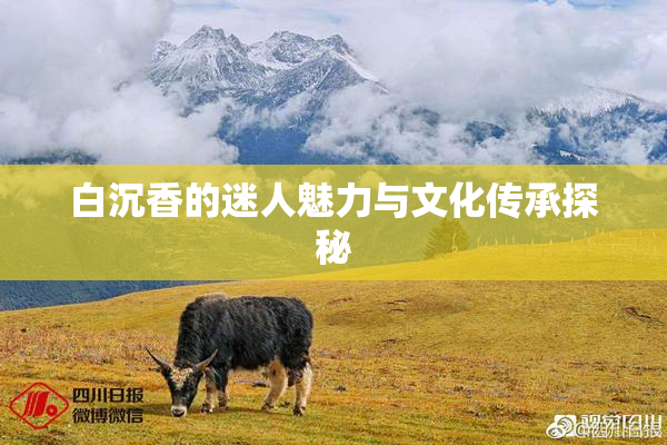 白沉香的迷人魅力与文化传承探秘