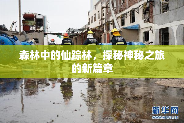 森林中的仙踪林，探秘神秘之旅的新篇章