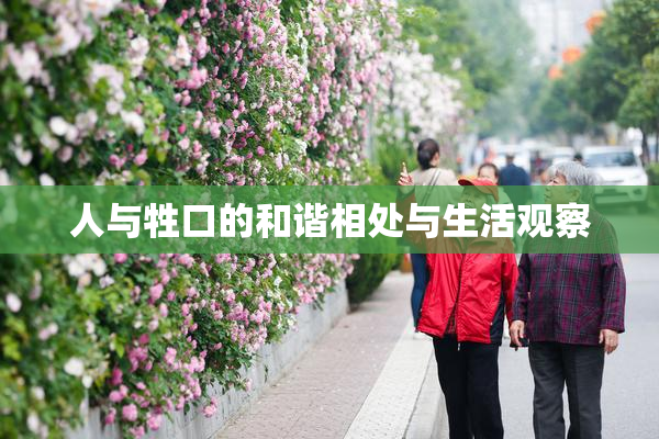 人与牲口的和谐相处与生活观察