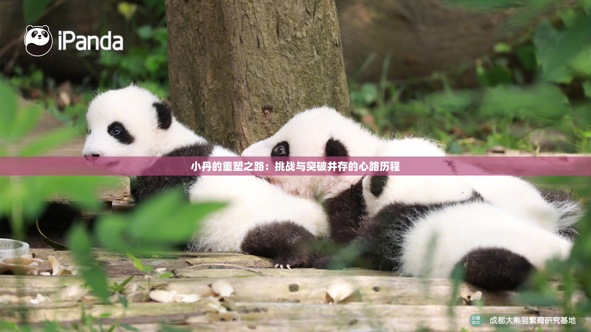 小丹的重塑之路：挑战与突破并存的心路历程