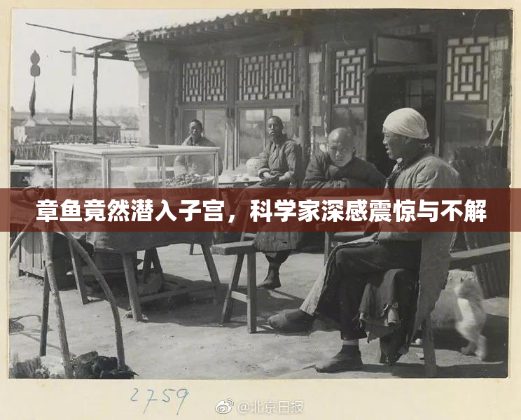 章鱼竟然潜入子宫，科学家深感震惊与不解