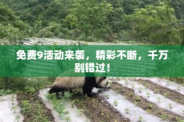 免费9活动来袭，精彩不断，千万别错过！