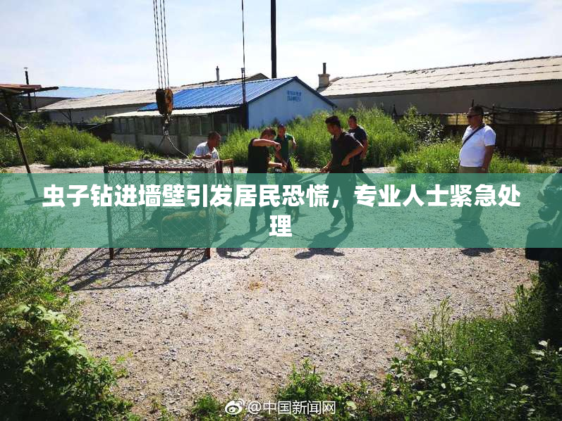 虫子钻进墙壁引发居民恐慌，专业人士紧急处理