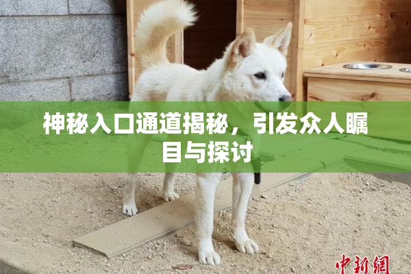 神秘入口通道揭秘，引发众人瞩目与探讨