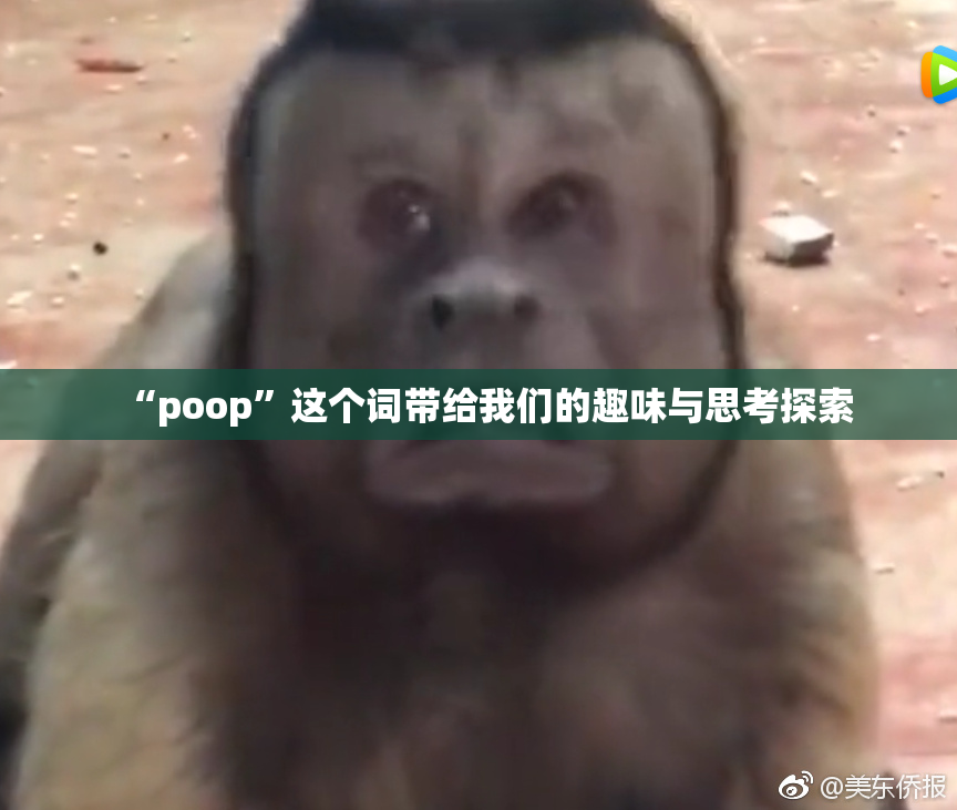 “poop”这个词带给我们的趣味与思考探索