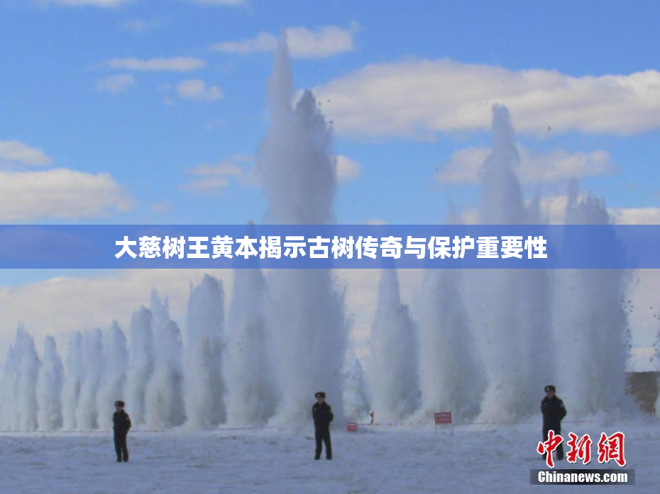 大慈树王黄本揭示古树传奇与保护重要性