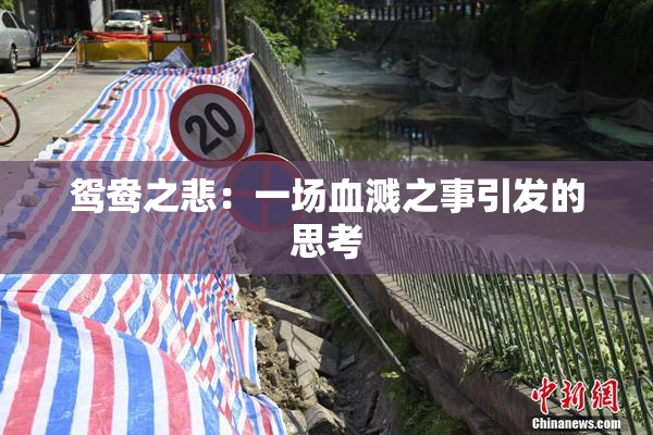 鸳鸯之悲：一场血溅之事引发的思考