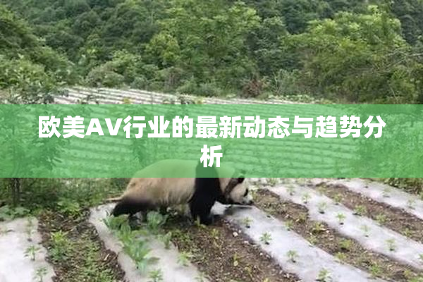 欧美AV行业的最新动态与趋势分析