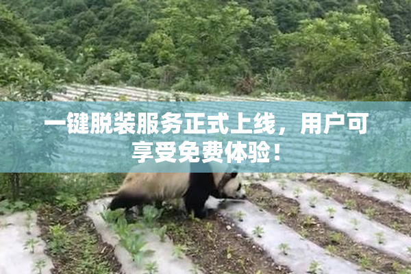 一键脱装服务正式上线，用户可享受免费体验！