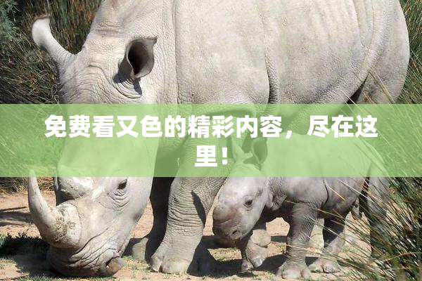 免费看又色的精彩内容，尽在这里！
