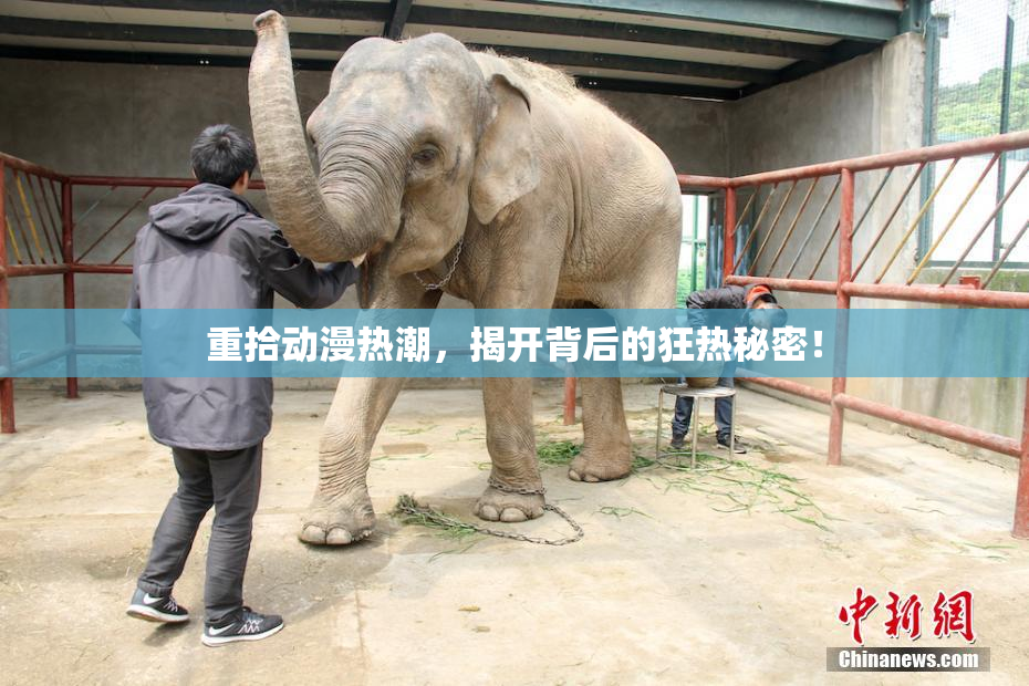 重拾动漫热潮，揭开背后的狂热秘密！