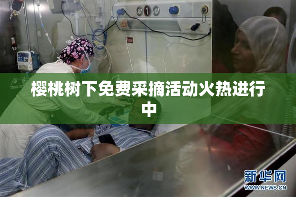樱桃树下免费采摘活动火热进行中
