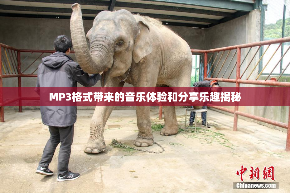 MP3格式带来的音乐体验和分享乐趣揭秘