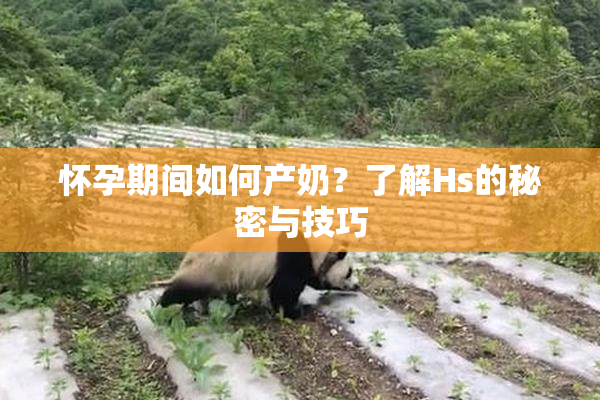 怀孕期间如何产奶？了解Hs的秘密与技巧