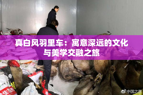 真白风羽里车：寓意深远的文化与美学交融之旅